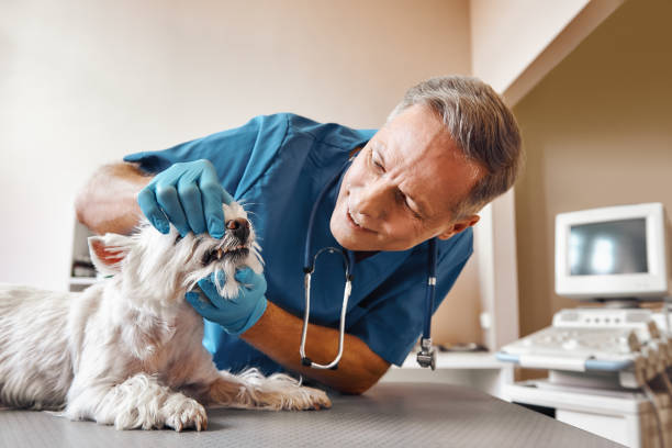 Best Walk-In Emergency Dental Services in West Ishpeng, MI